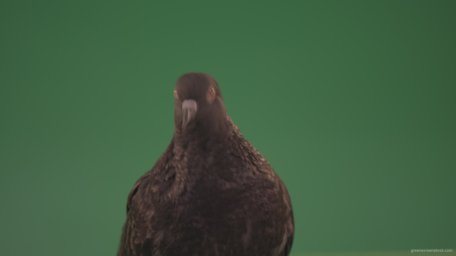 Dove-looks-at-the-city-from-the-height-of-the-birds-eye-isolated-on-chromakey-background_005 Green Screen Stock
