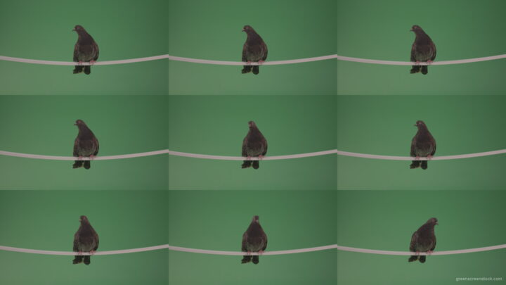 Dove-sat-down-on-the-branch-of-the-old-tree-isolated-on-chromakey-background Green Screen Stock