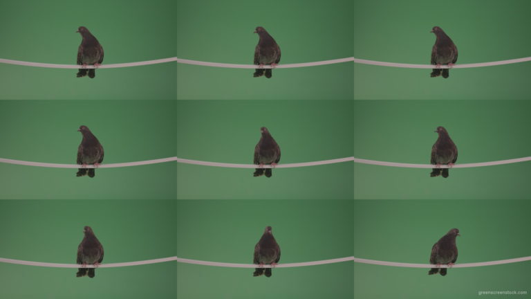 Dove-sat-down-on-the-branch-of-the-old-tree-isolated-on-chromakey-background Green Screen Stock