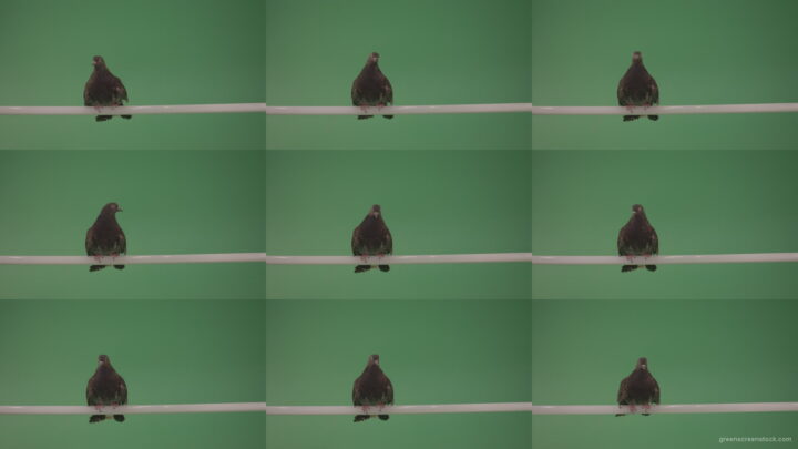 Dove-sitting-on-a-branch-in-the-city-isolated-in-green-screen-studio Green Screen Stock