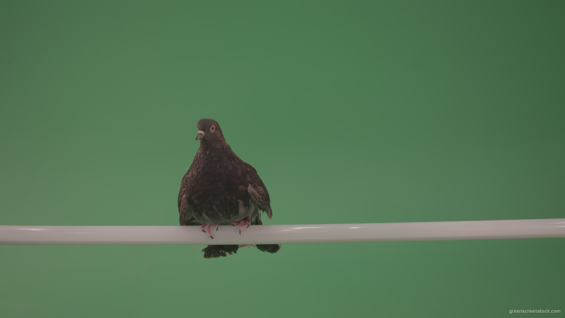 Dove-sitting-on-a-branch-in-the-city-isolated-in-green-screen-studio_001 Green Screen Stock
