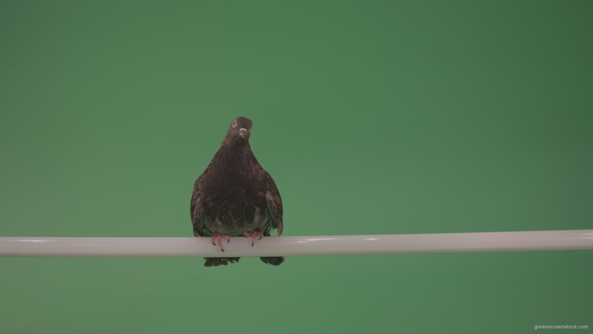 Dove-sitting-on-a-branch-in-the-city-isolated-in-green-screen-studio_002 Green Screen Stock