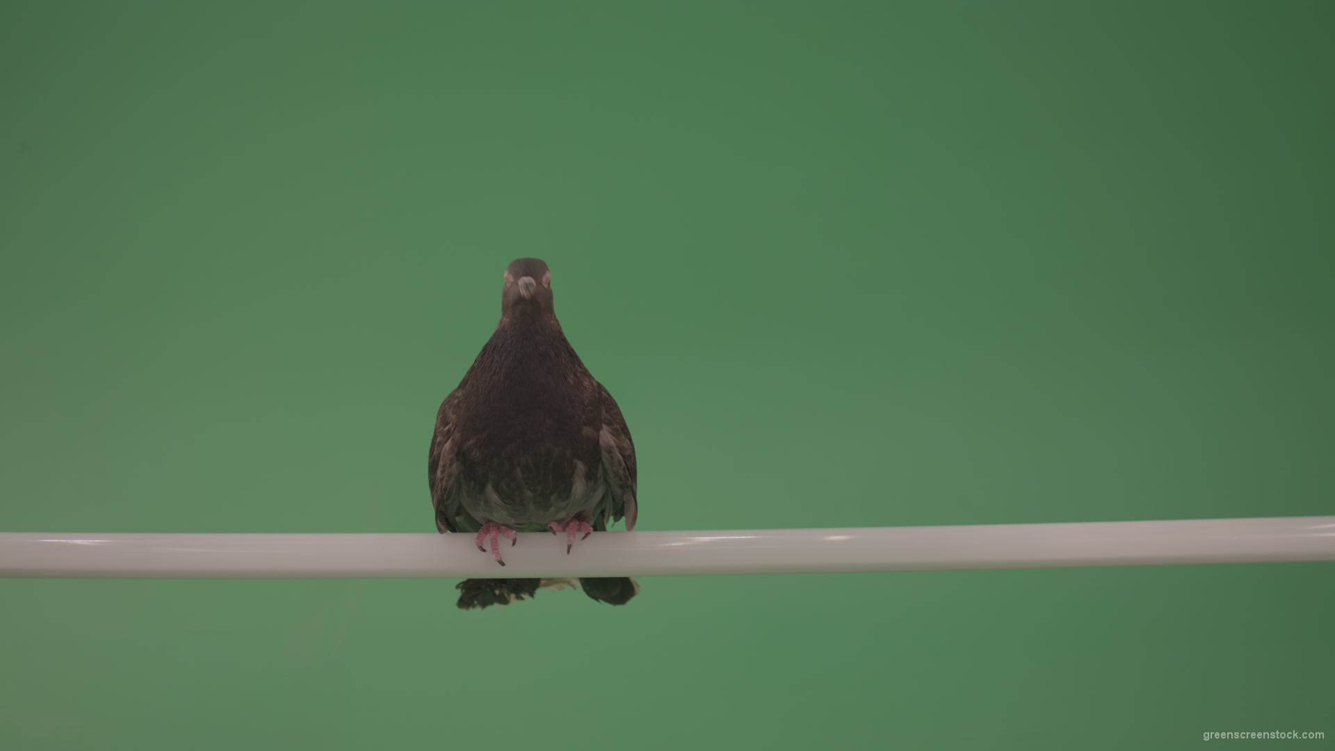 vj video background Dove-sitting-on-a-branch-in-the-city-isolated-in-green-screen-studio_003