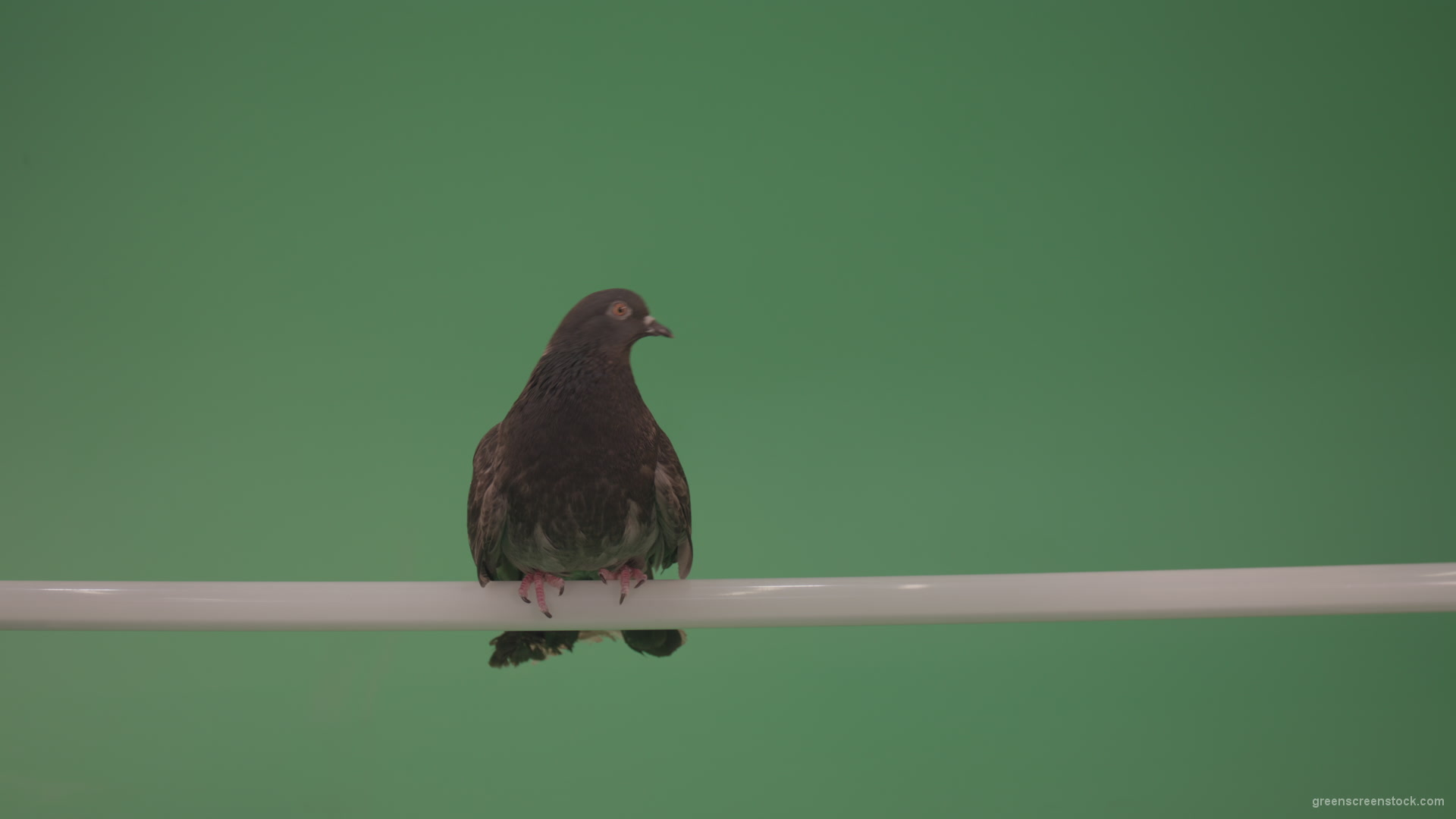 Dove-sitting-on-a-branch-in-the-city-isolated-in-green-screen-studio_004 Green Screen Stock
