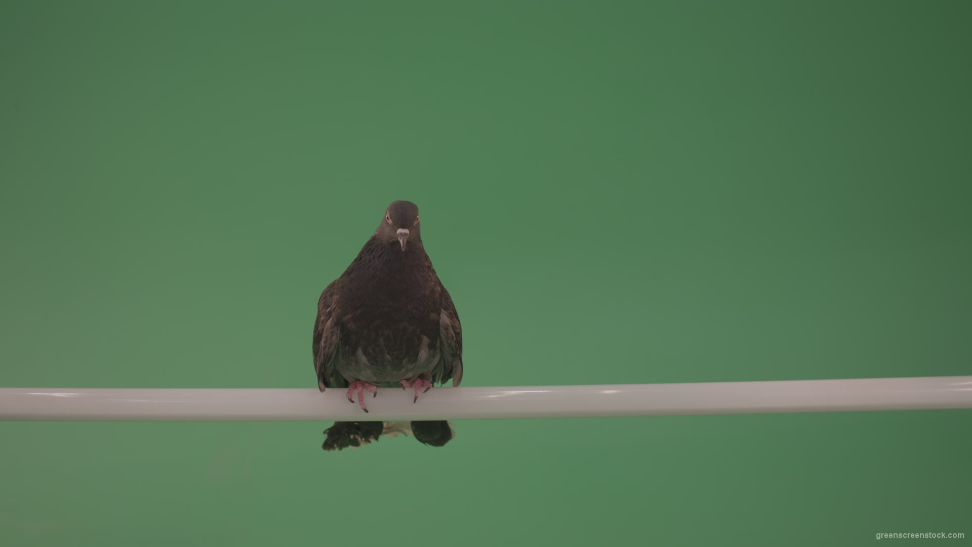 Dove-sitting-on-a-branch-in-the-city-isolated-in-green-screen-studio_005 Green Screen Stock