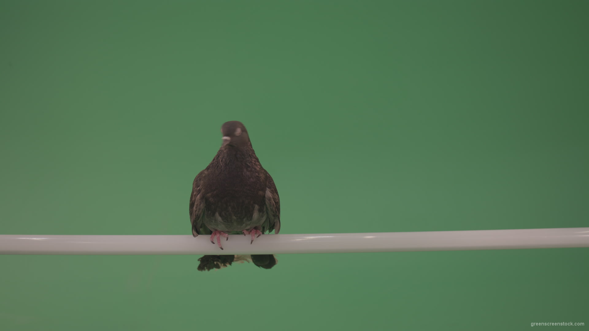Dove-sitting-on-a-branch-in-the-city-isolated-in-green-screen-studio_006 Green Screen Stock