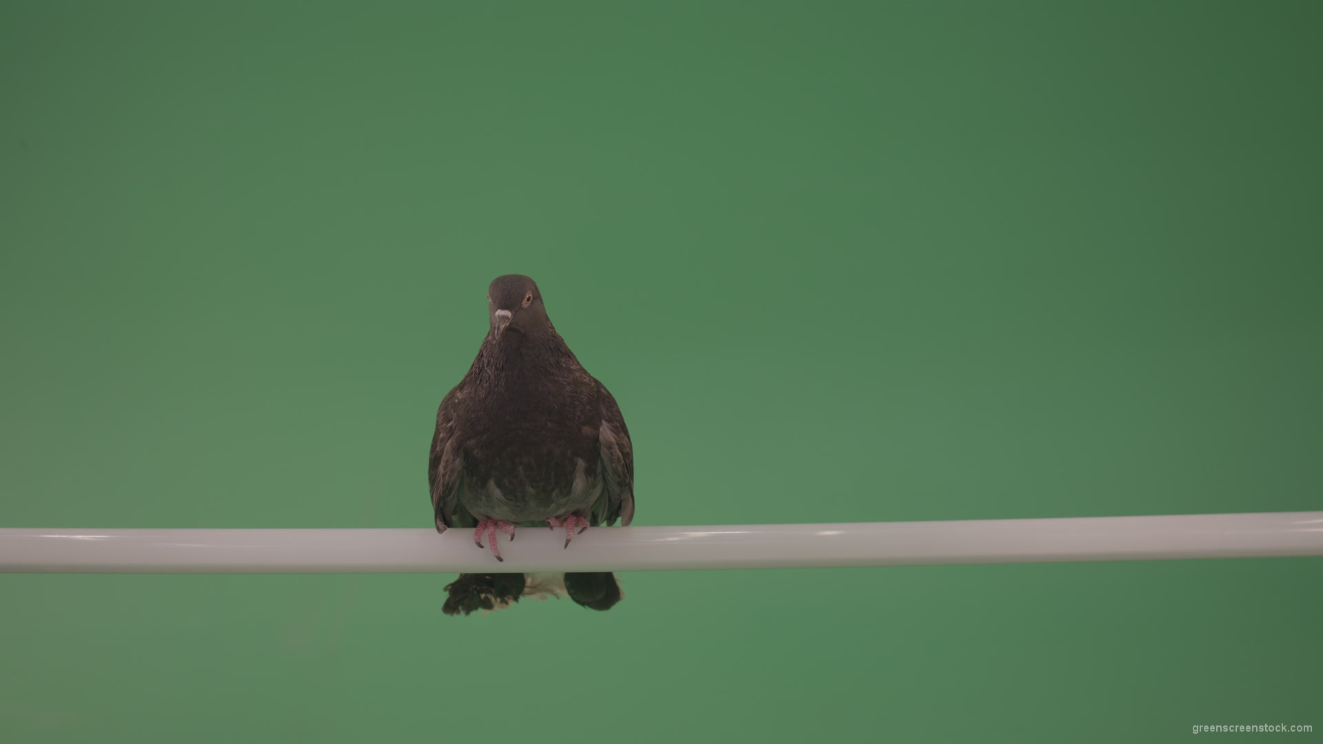 Dove-sitting-on-a-branch-in-the-city-isolated-in-green-screen-studio_007 Green Screen Stock