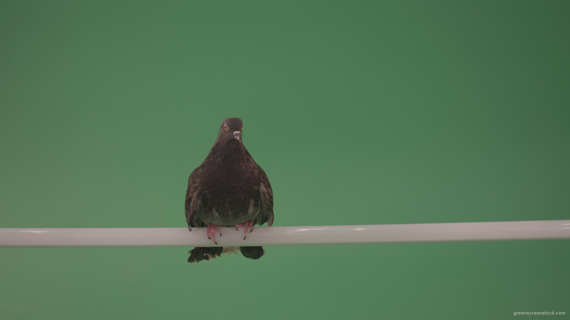 Dove-sitting-on-a-branch-in-the-city-isolated-in-green-screen-studio_008 Green Screen Stock