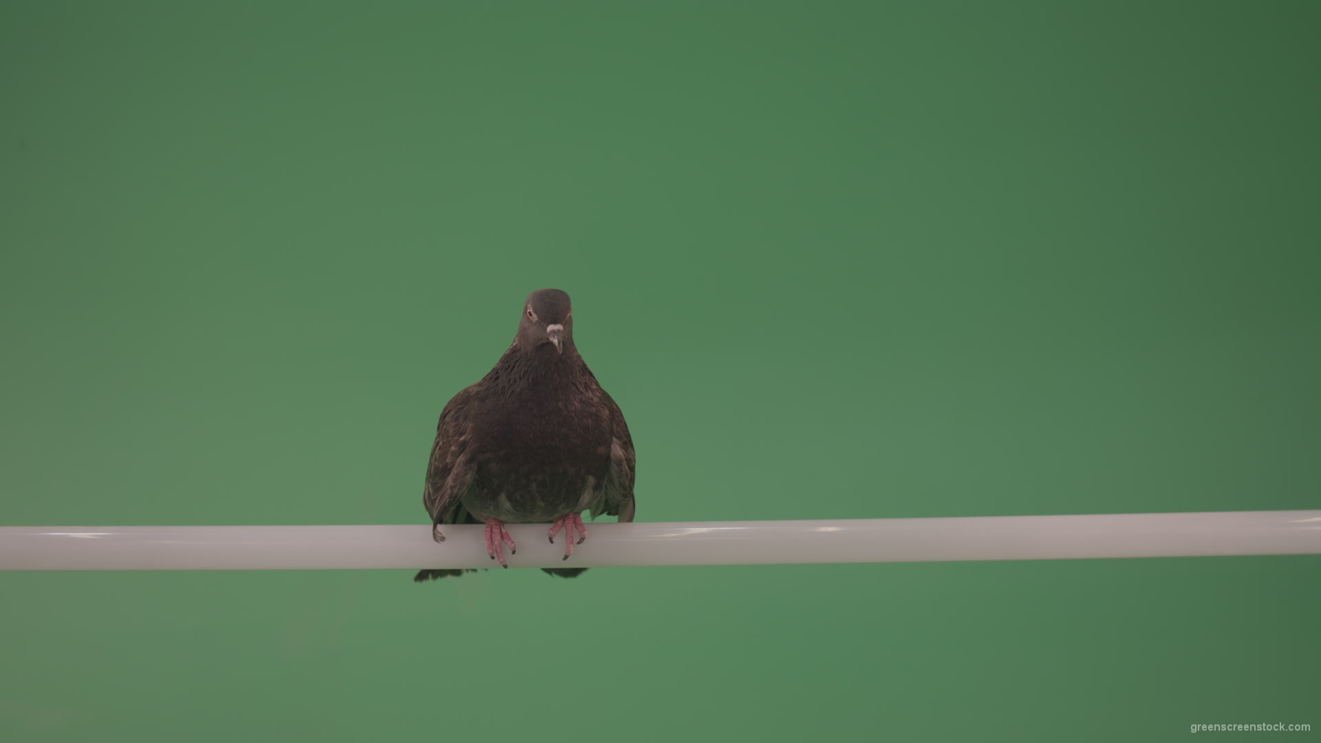 Dove-sitting-on-a-branch-in-the-city-isolated-in-green-screen-studio_009 Green Screen Stock