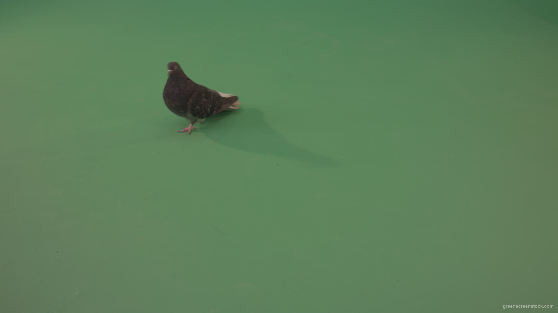 Dove-walking-along-the-road-in-a-big-city-isolated-on-chromakey-background_002 Green Screen Stock