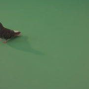 vj video background Dove-walking-along-the-road-in-a-big-city-isolated-on-chromakey-background_003