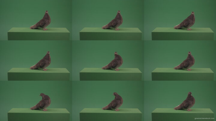 Elite-pigeon-professionally-kisses-a-camera-isolated-on-chromakey-background Green Screen Stock