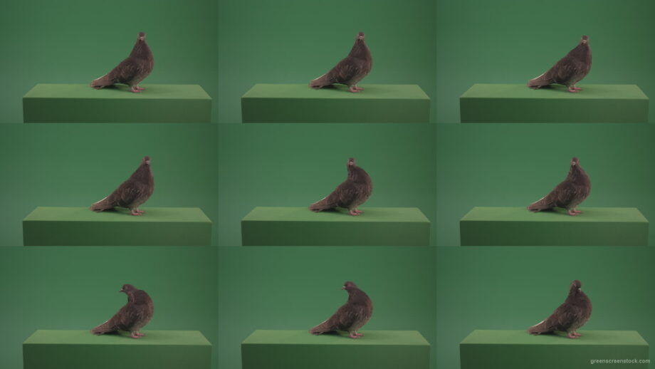 Elite-pigeon-professionally-kisses-a-camera-isolated-on-chromakey-background Green Screen Stock