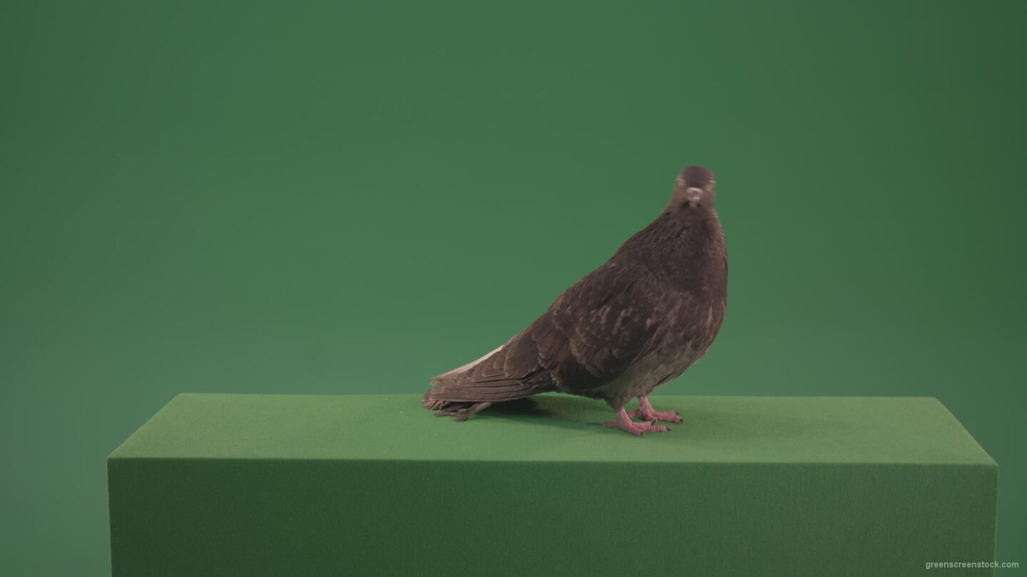 vj video background Elite-pigeon-professionally-kisses-a-camera-isolated-on-chromakey-background_003