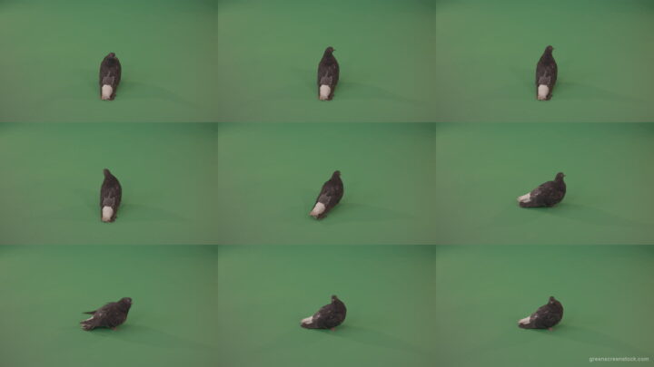 Funny-modern-bird-doves-walk-around-the-city-in-search-of-food-isolated-in-green-screen-studio Green Screen Stock