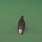 vj video background Funny-modern-bird-doves-walk-around-the-city-in-search-of-food-isolated-in-green-screen-studio_003