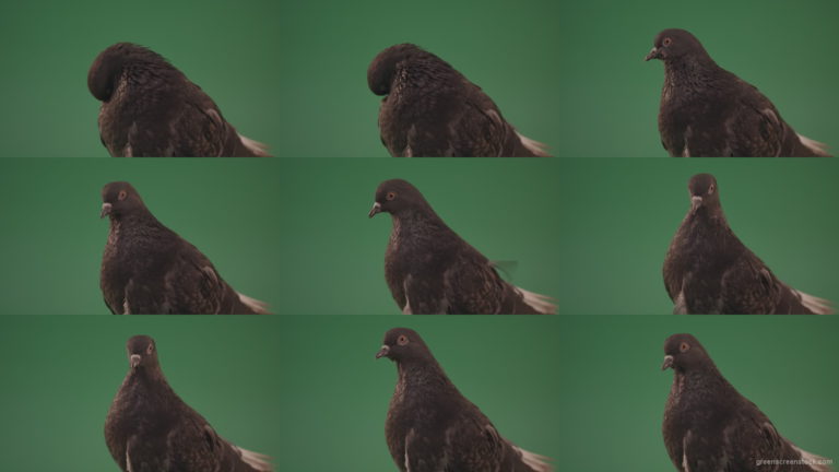 Gray-bird-of-mountain-origin-pigeon-strokes-its-lush-feathers-isolated-in-green-screen-studio Green Screen Stock