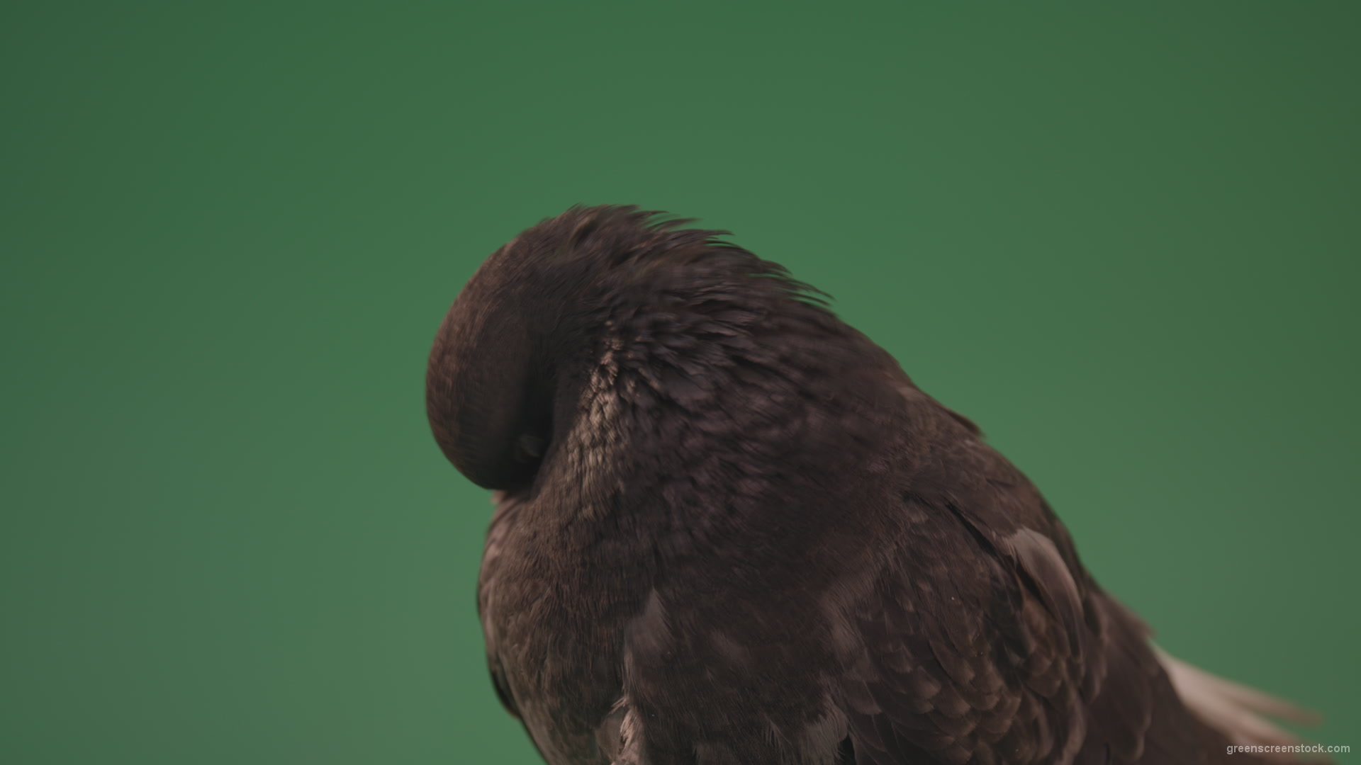 Gray-bird-of-mountain-origin-pigeon-strokes-its-lush-feathers-isolated-in-green-screen-studio_001 Green Screen Stock