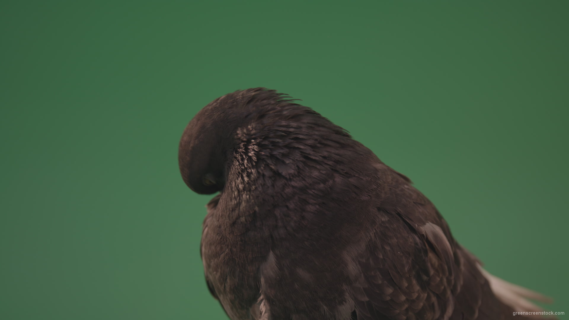Gray-bird-of-mountain-origin-pigeon-strokes-its-lush-feathers-isolated-in-green-screen-studio_002 Green Screen Stock