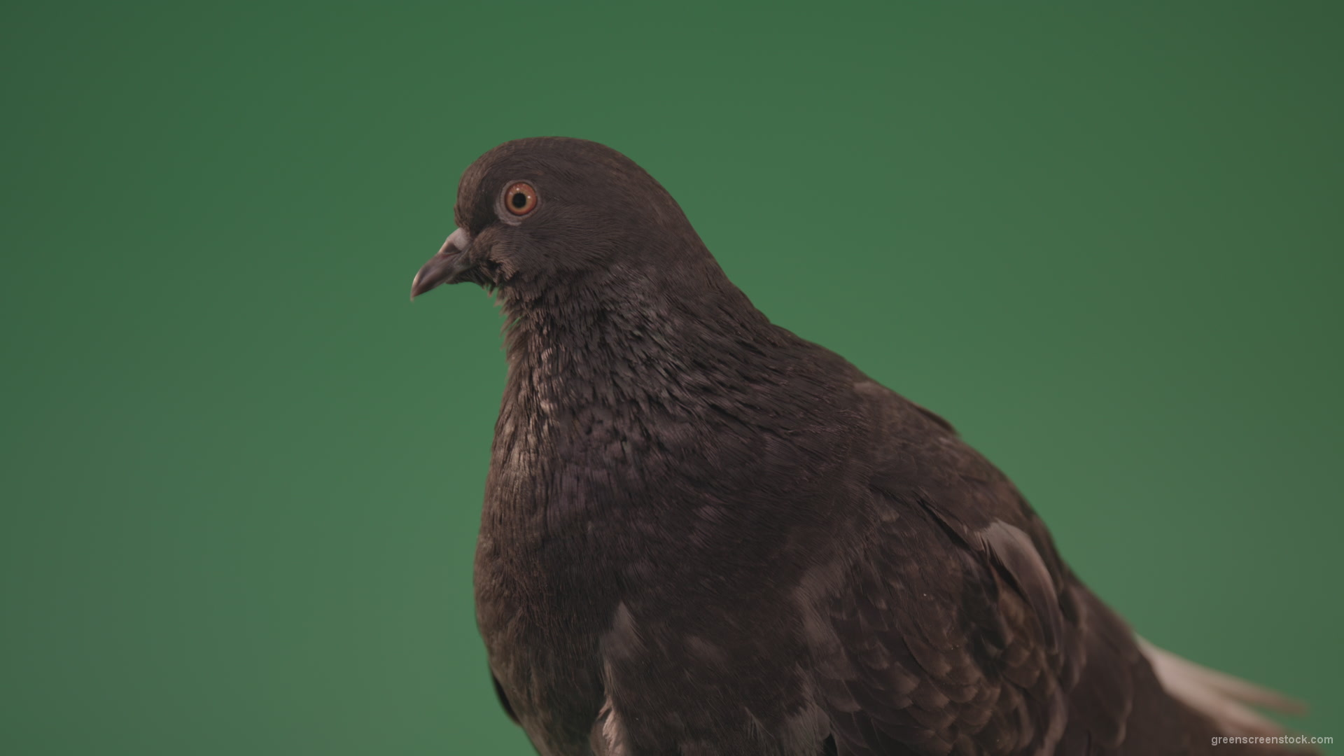 vj video background Gray-bird-of-mountain-origin-pigeon-strokes-its-lush-feathers-isolated-in-green-screen-studio_003