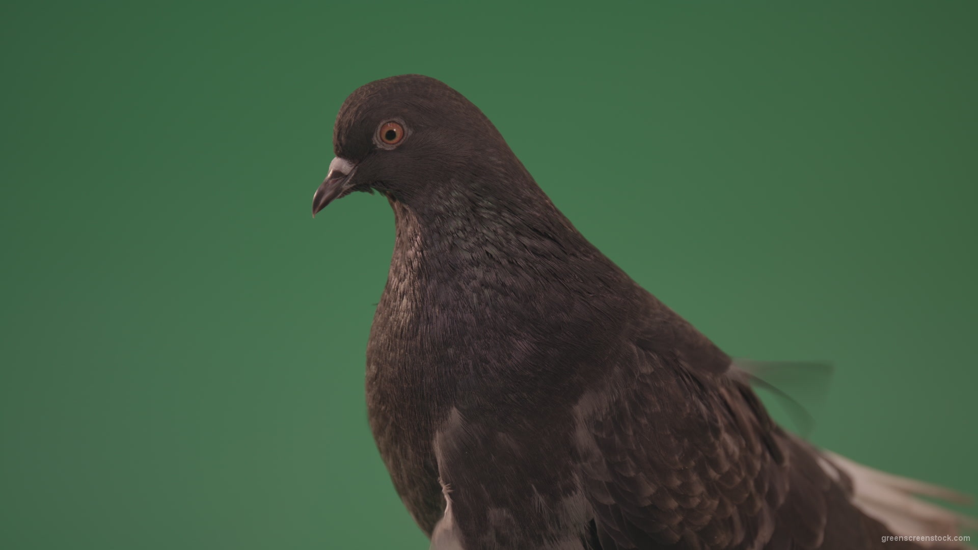 Gray-bird-of-mountain-origin-pigeon-strokes-its-lush-feathers-isolated-in-green-screen-studio_005 Green Screen Stock
