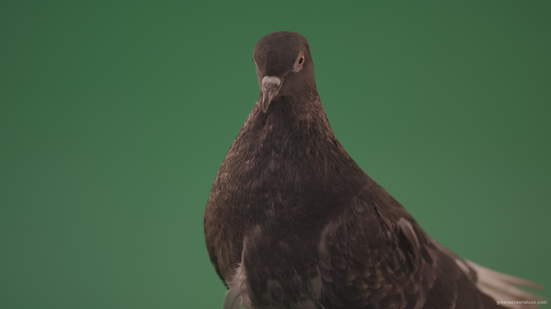 Gray-bird-of-mountain-origin-pigeon-strokes-its-lush-feathers-isolated-in-green-screen-studio_006 Green Screen Stock