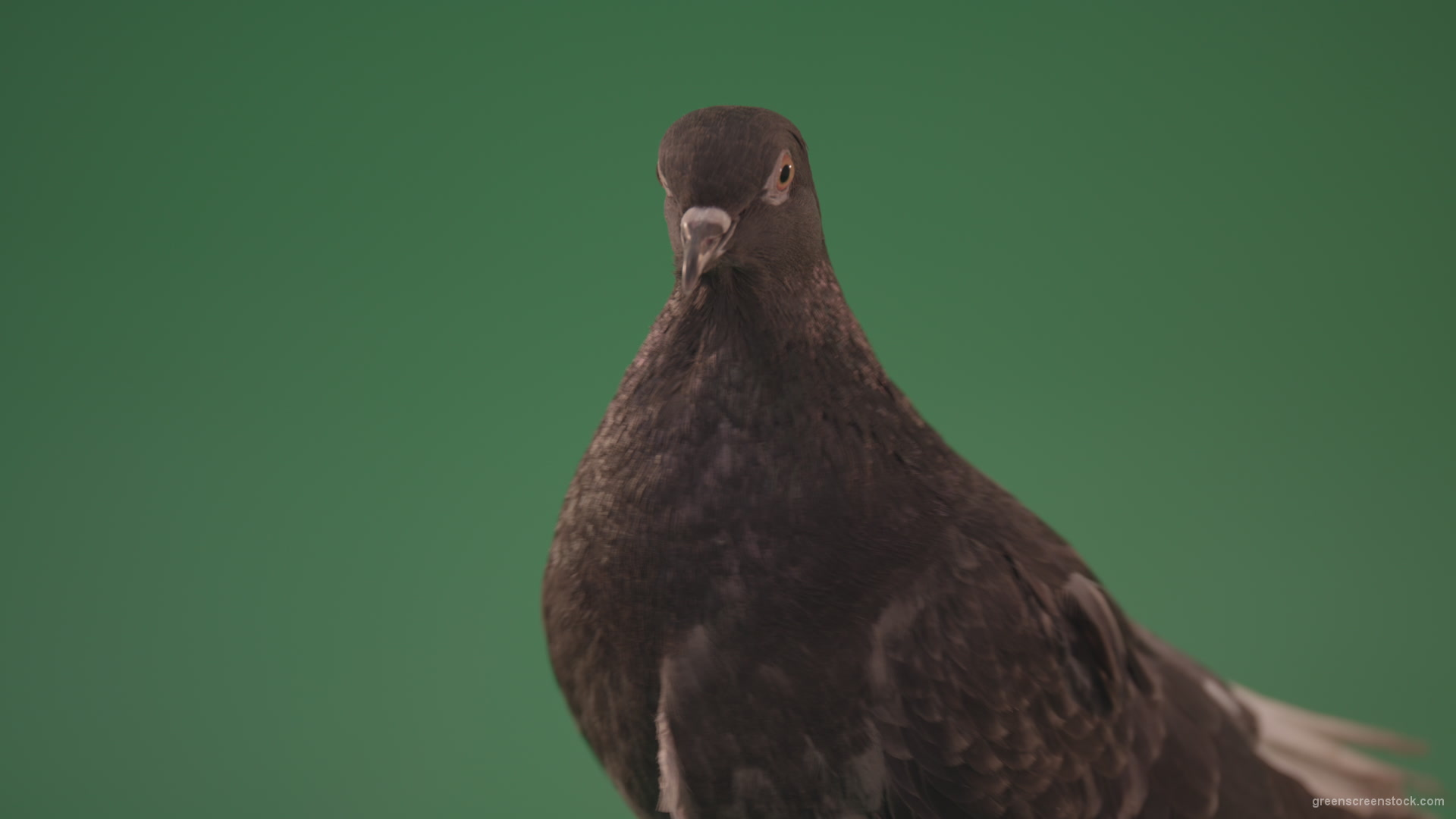 Gray-bird-of-mountain-origin-pigeon-strokes-its-lush-feathers-isolated-in-green-screen-studio_007 Green Screen Stock