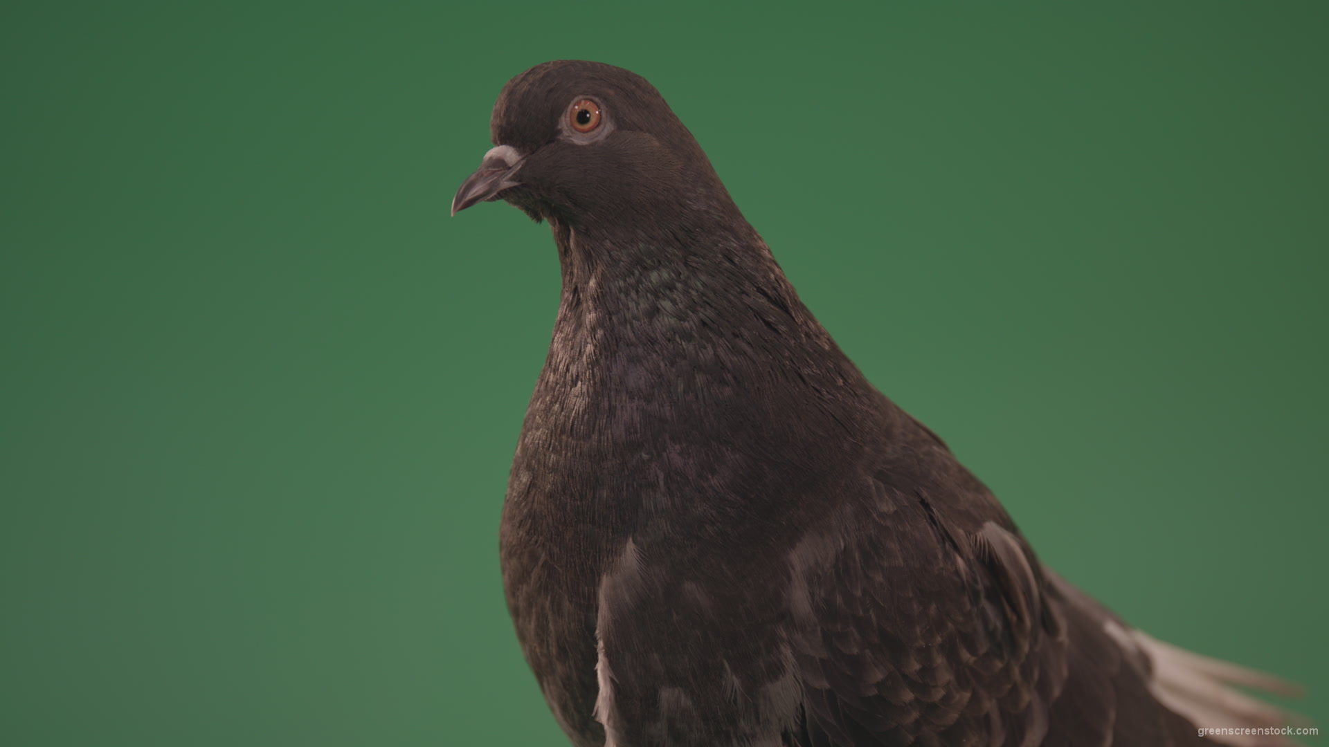 Gray-bird-of-mountain-origin-pigeon-strokes-its-lush-feathers-isolated-in-green-screen-studio_008 Green Screen Stock