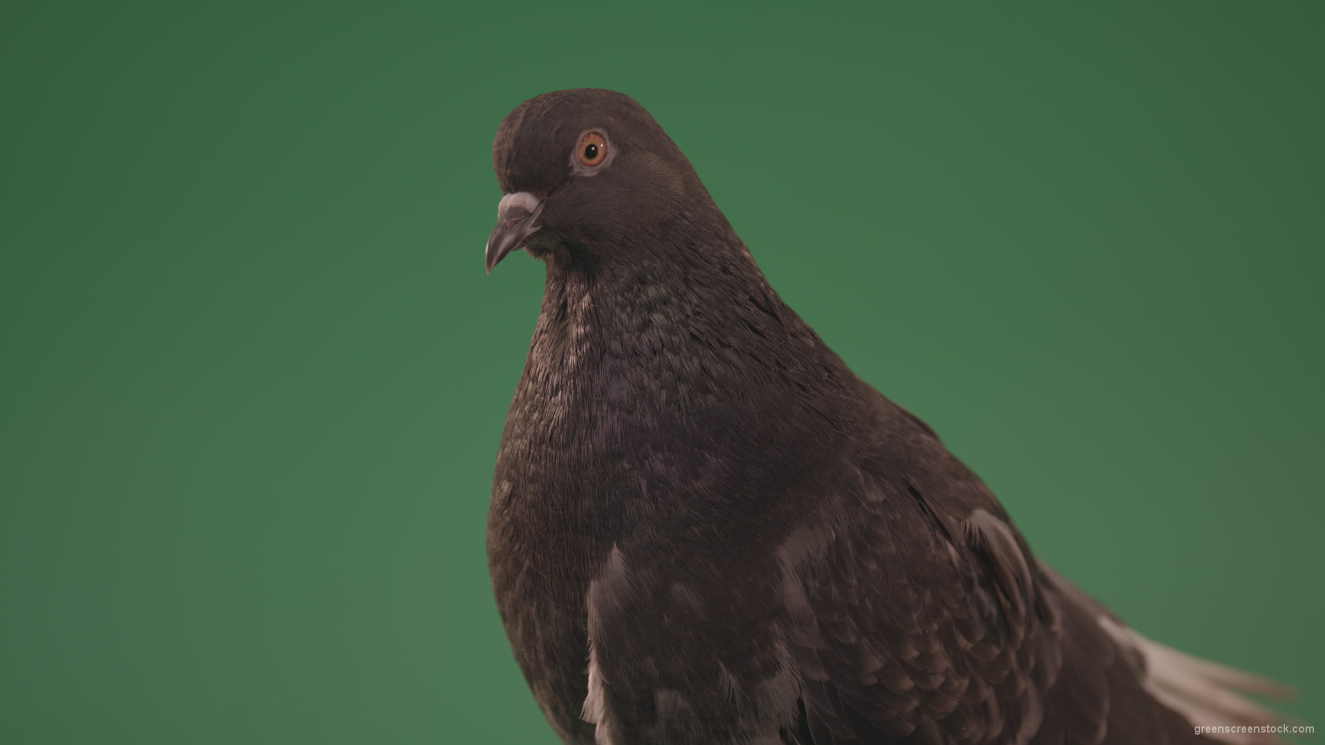 Gray-bird-of-mountain-origin-pigeon-strokes-its-lush-feathers-isolated-in-green-screen-studio_009 Green Screen Stock