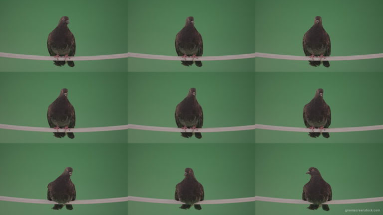 Gray-wild-bird-doves-sitting-on-a-branch-in-the-city-isolated-in-green-screen-studio Green Screen Stock