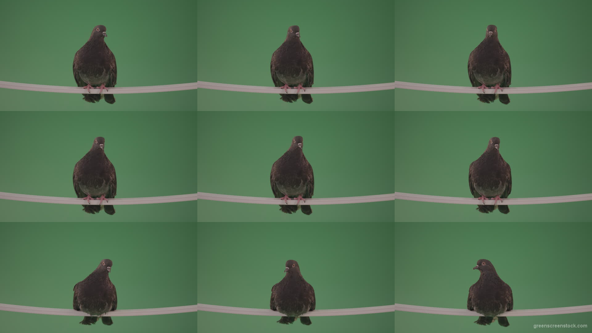 Gray-wild-bird-doves-sitting-on-a-branch-in-the-city-isolated-in-green-screen-studio Green Screen Stock