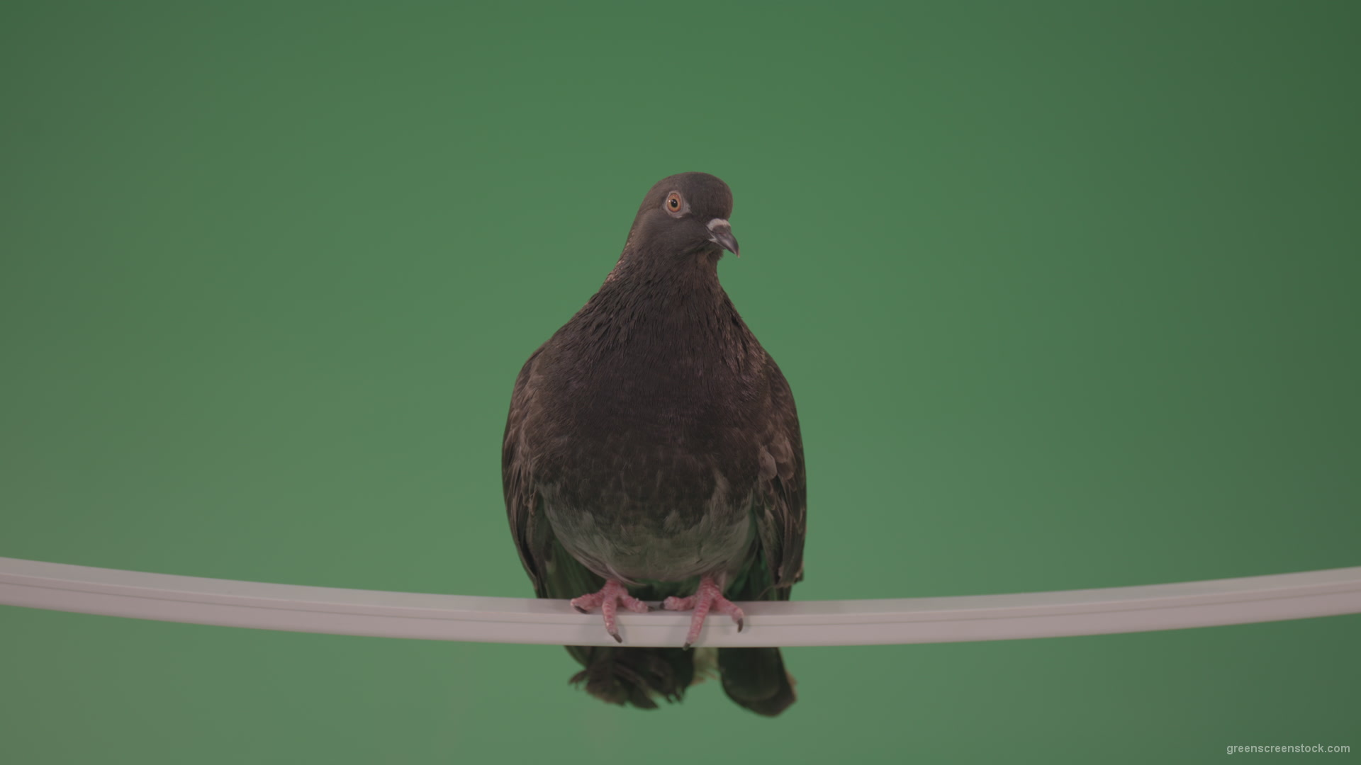 Gray-wild-bird-doves-sitting-on-a-branch-in-the-city-isolated-in-green-screen-studio_001 Green Screen Stock