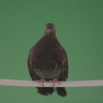 vj video background Gray-wild-bird-doves-sitting-on-a-branch-in-the-city-isolated-in-green-screen-studio_003