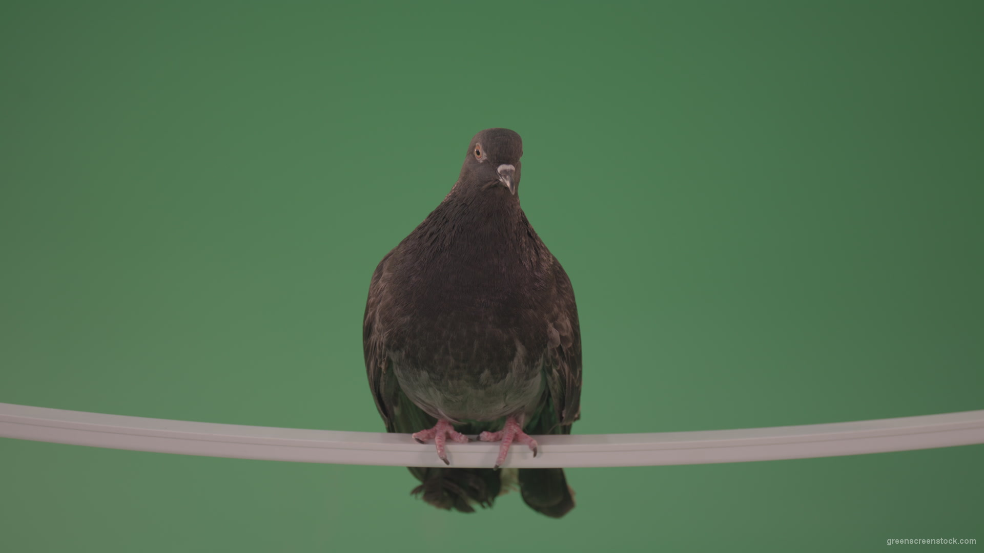 Gray-wild-bird-doves-sitting-on-a-branch-in-the-city-isolated-in-green-screen-studio_004 Green Screen Stock