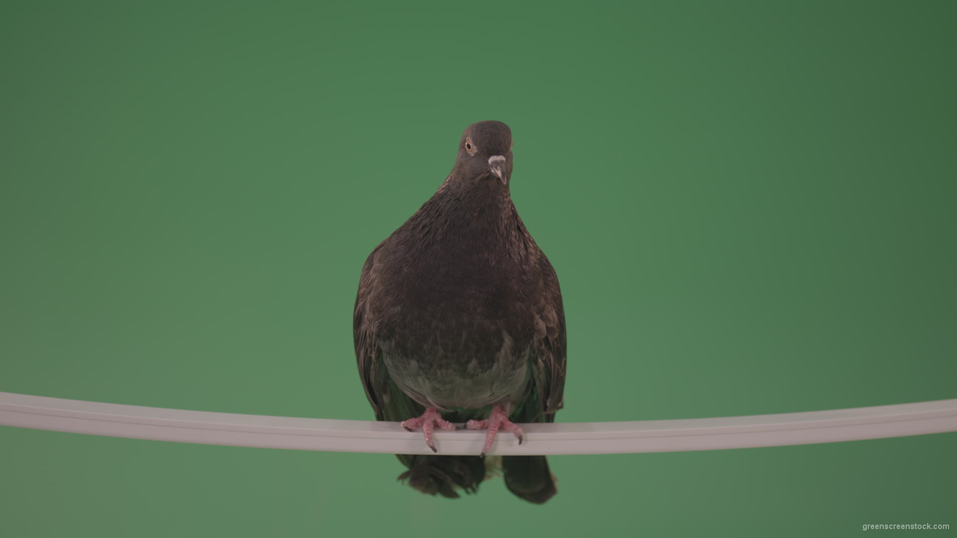 Gray-wild-bird-doves-sitting-on-a-branch-in-the-city-isolated-in-green-screen-studio_005 Green Screen Stock