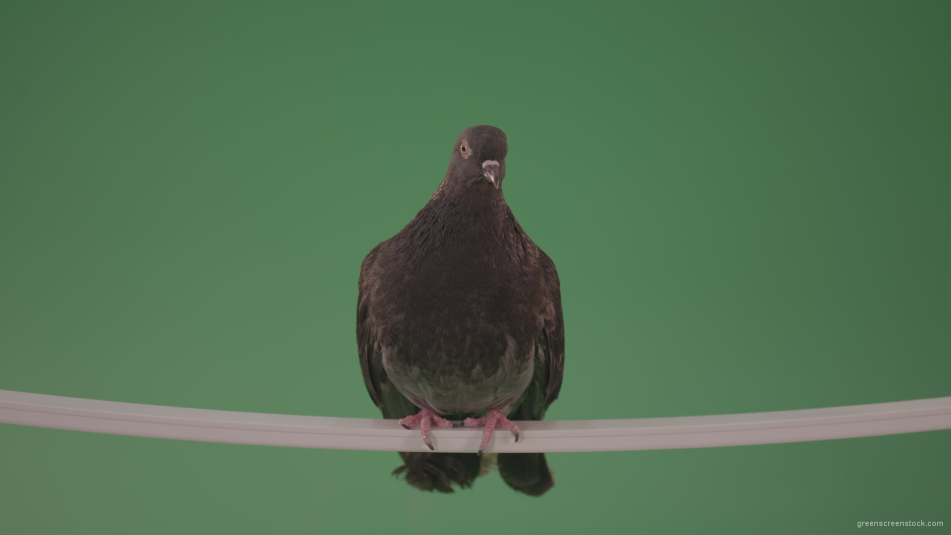 Gray-wild-bird-doves-sitting-on-a-branch-in-the-city-isolated-in-green-screen-studio_006 Green Screen Stock