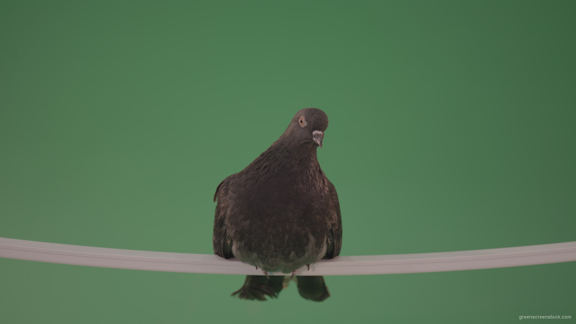 Gray-wild-bird-doves-sitting-on-a-branch-in-the-city-isolated-in-green-screen-studio_007 Green Screen Stock