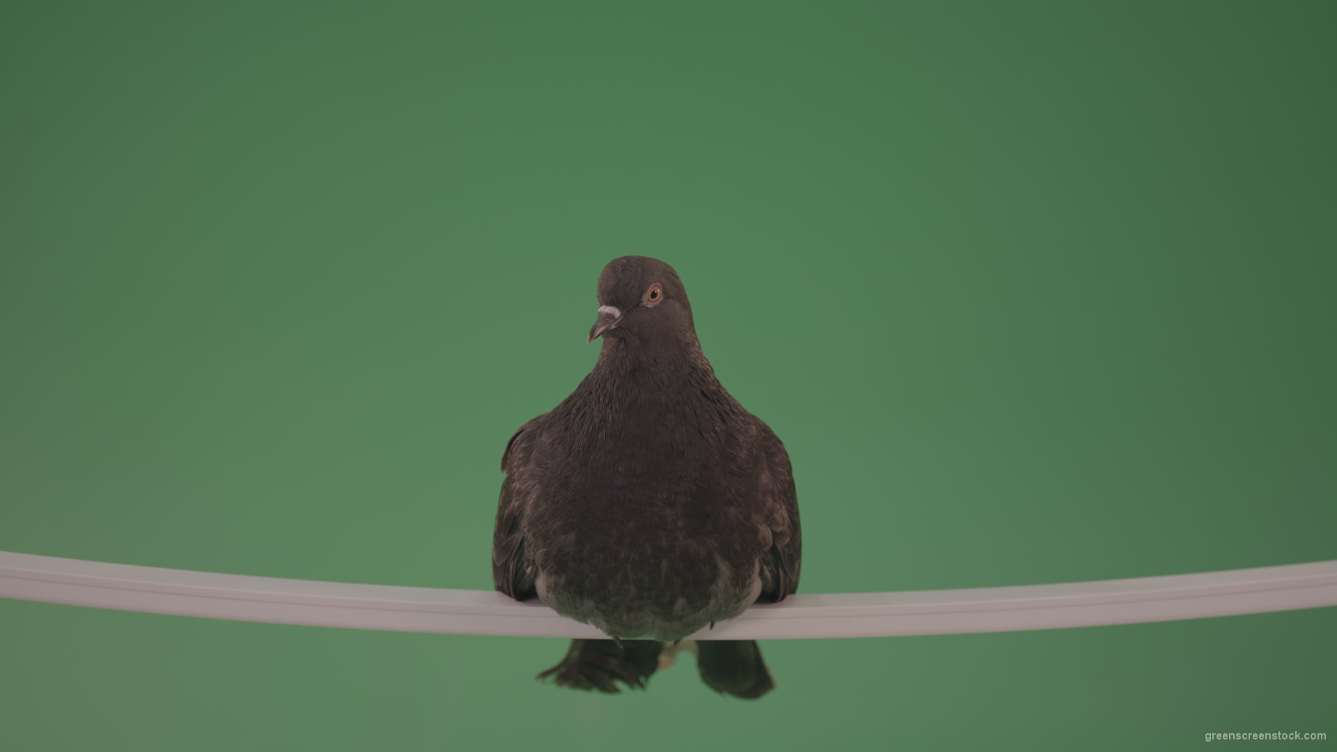 Gray-wild-bird-doves-sitting-on-a-branch-in-the-city-isolated-in-green-screen-studio_008 Green Screen Stock