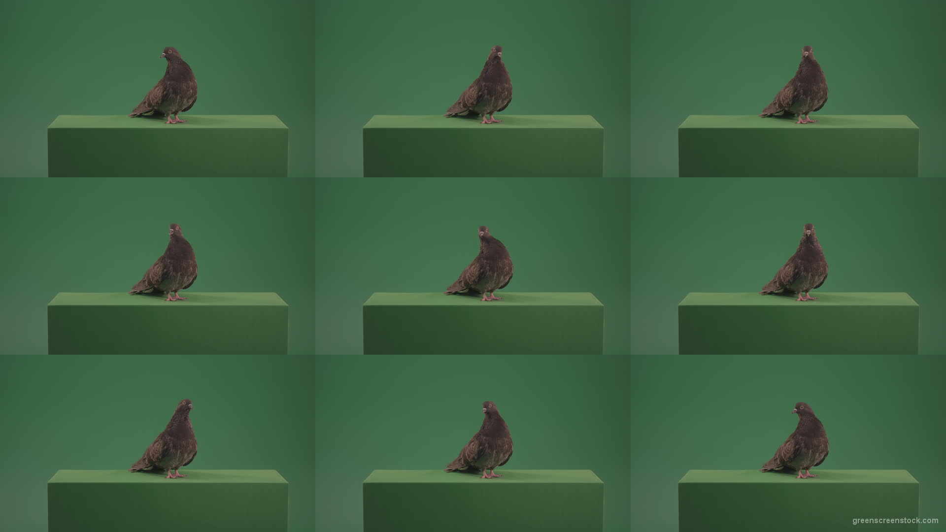 Great-Pigeon-Bird-looked-around-isolated-on-green-screen Green Screen Stock