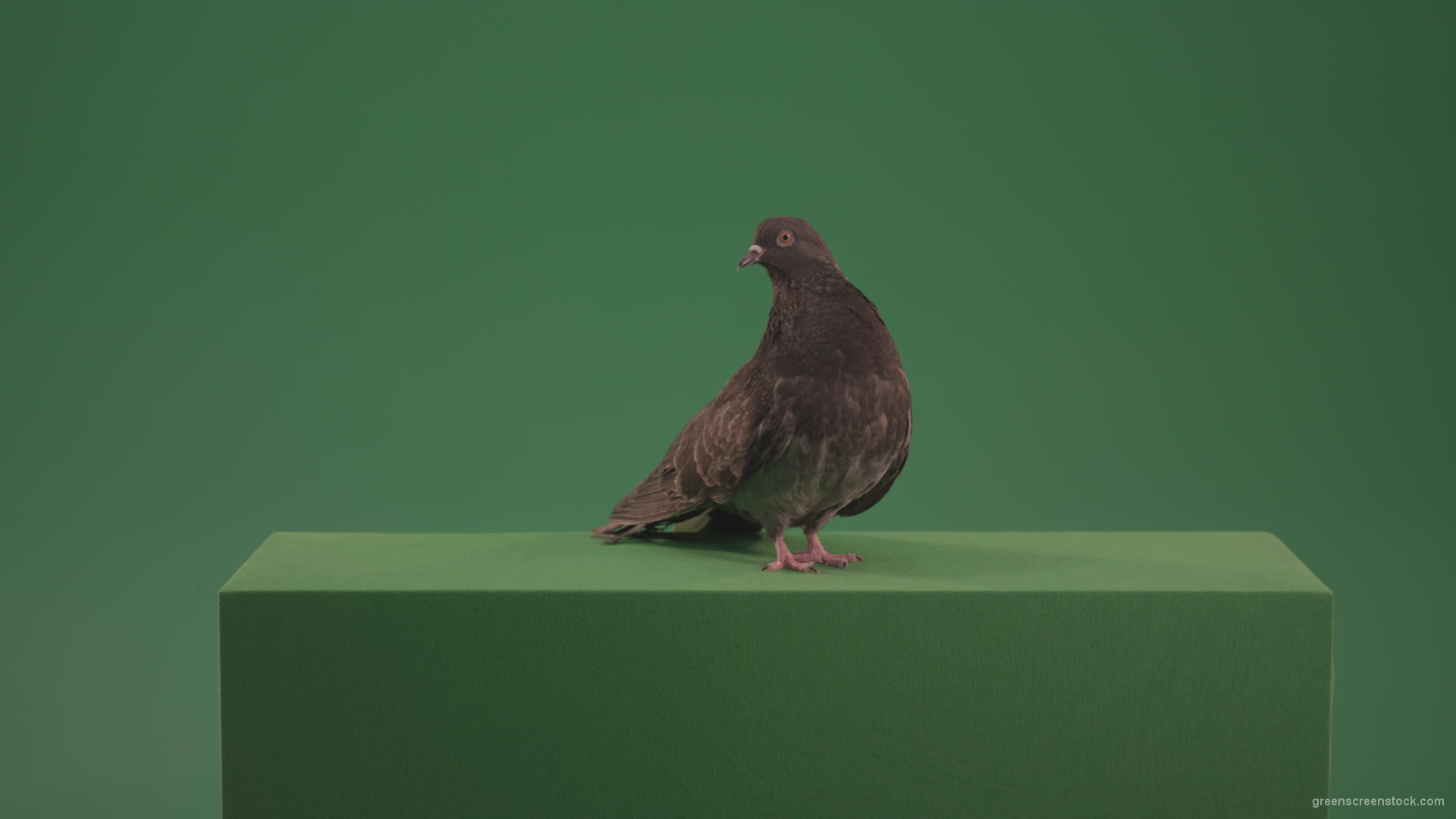 Great-Pigeon-Bird-looked-around-isolated-on-green-screen_001 Green Screen Stock