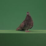 vj video background Great-Pigeon-Bird-looked-around-isolated-on-green-screen_003