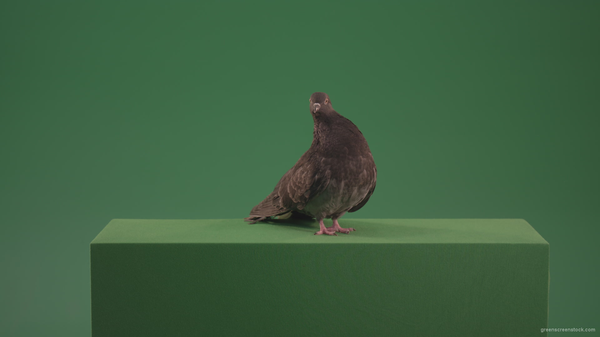 Great-Pigeon-Bird-looked-around-isolated-on-green-screen_005 Green Screen Stock