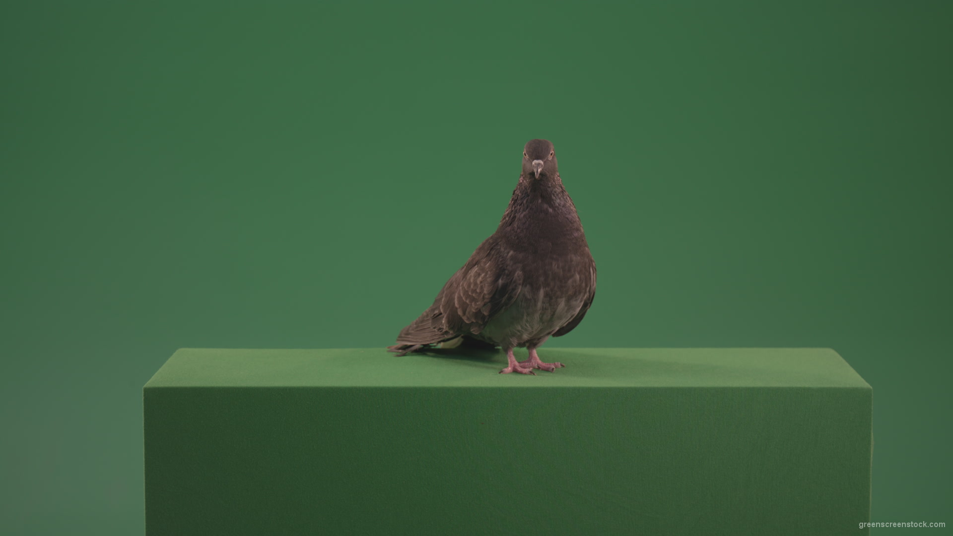 Great-Pigeon-Bird-looked-around-isolated-on-green-screen_006 Green Screen Stock