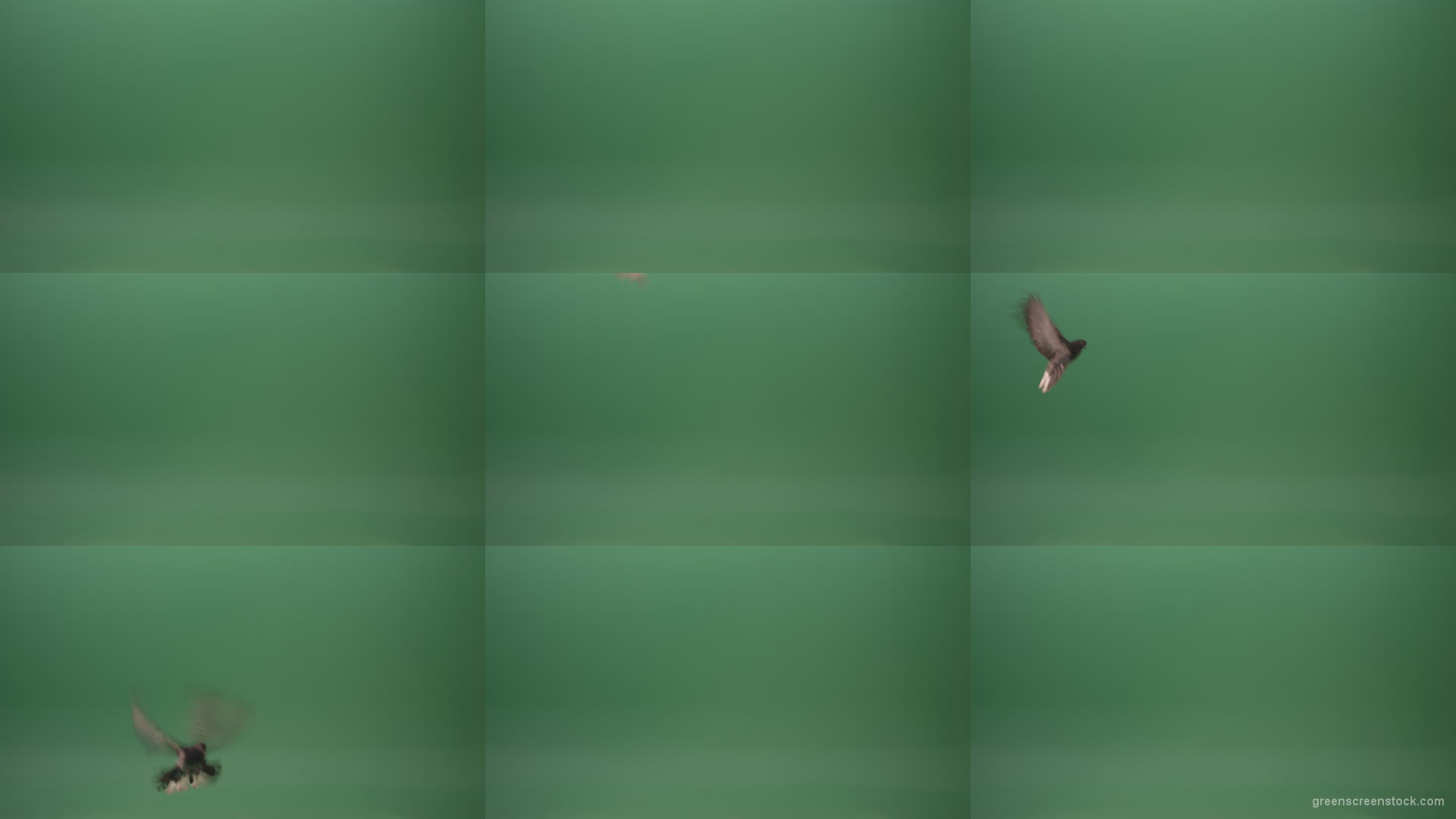 Great-flight-of-blue-bird-breed-of-pigeons-isolated-on-green-screen Green Screen Stock