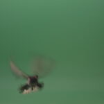 Great-flight-of-blue-bird-breed-of-pigeons-isolated-on-green-screen_007 Green Screen Stock