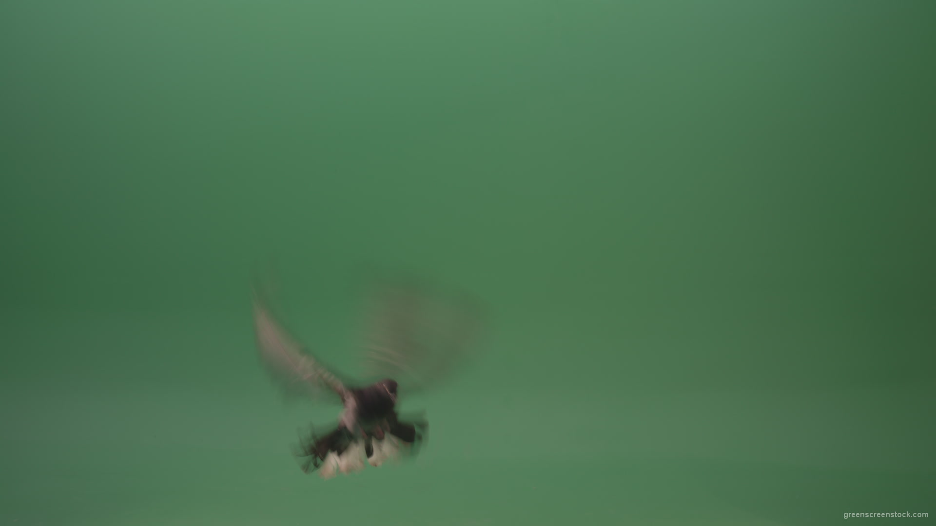 Great-flight-of-blue-bird-breed-of-pigeons-isolated-on-green-screen_007 Green Screen Stock