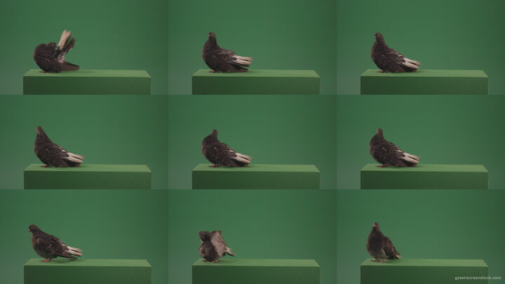 Pigeon-bird-exclusive-walks-and-waves-isolated-on-green-screen Green Screen Stock
