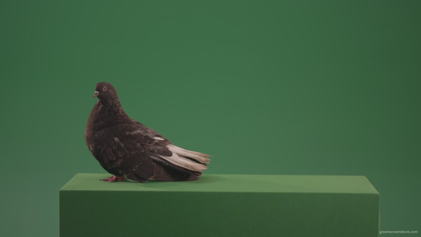 vj video background Pigeon-bird-exclusive-walks-and-waves-isolated-on-green-screen_003