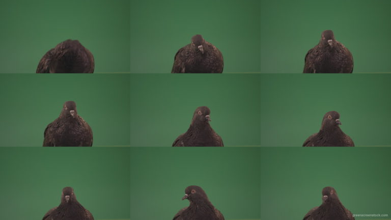 Pigeon-came-to-rest-after-a-long-flight-isolated-on-chromakey-background Green Screen Stock