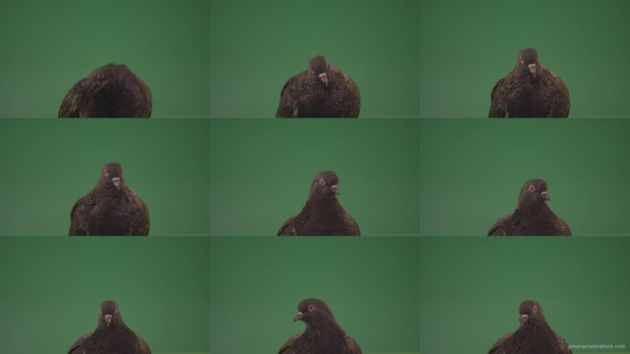 Pigeon-came-to-rest-after-a-long-flight-isolated-on-chromakey-background Green Screen Stock